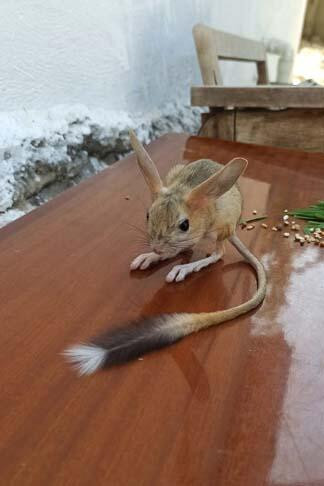 Dünyada nadir görülüyor: Kulakları tavşana, vücudu fareye...