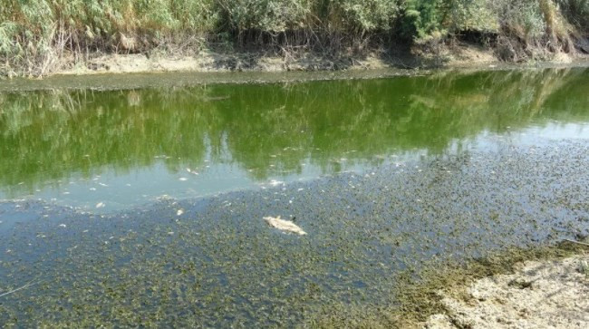 Menderes Nehri'nde binlerce ölü balık