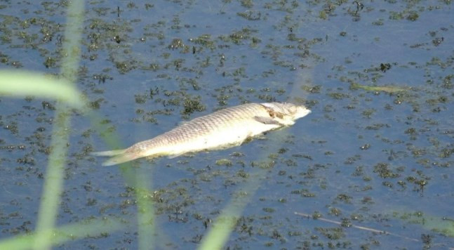 Menderes Nehri'nde binlerce ölü balık