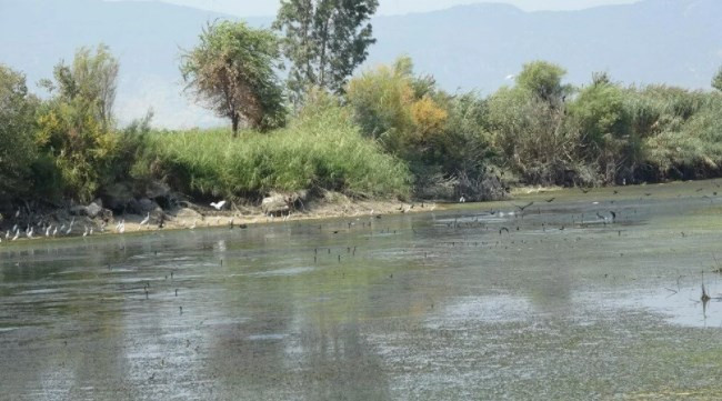 Menderes Nehri'nde binlerce ölü balık