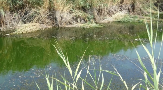 Menderes Nehri'nde binlerce ölü balık