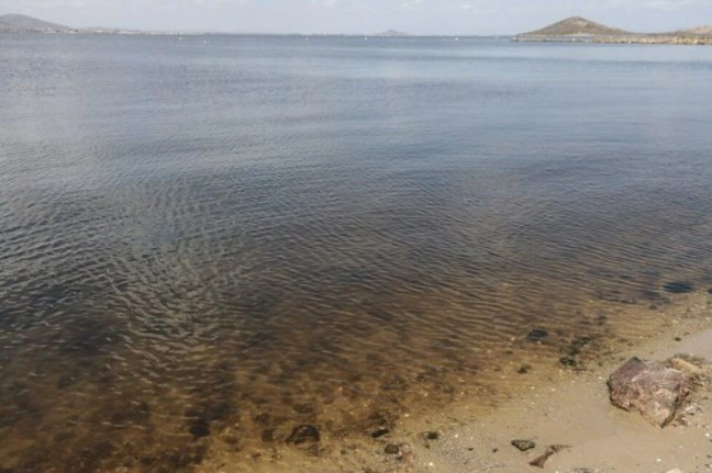 İspanya'nın Mar Menor kıyılarında tonlarca balık öldü