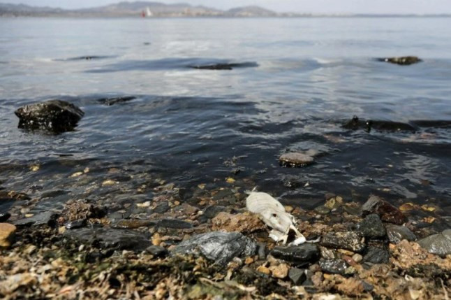 İspanya'nın Mar Menor kıyılarında tonlarca balık öldü