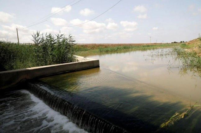 İspanya'nın Mar Menor kıyılarında tonlarca balık öldü