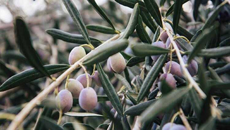 Zeytin yaprağı tatlı krizini engelliyor!