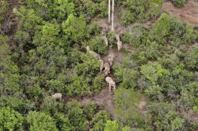 Çin'in gezgin fil sürüsü 17 ay sonra doğal yaşam alanına geri dönüyor