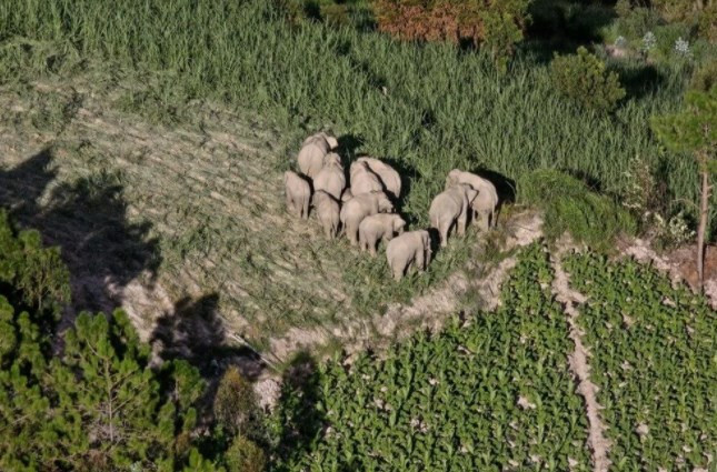 Çin'in gezgin fil sürüsü 17 ay sonra doğal yaşam alanına geri dönüyor