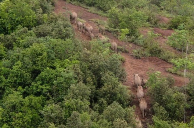 Çin'in gezgin fil sürüsü 17 ay sonra doğal yaşam alanına geri dönüyor