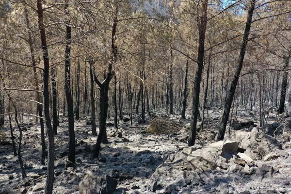 Bodrum ve Milas havadan görüntülendi: Acı tablo...