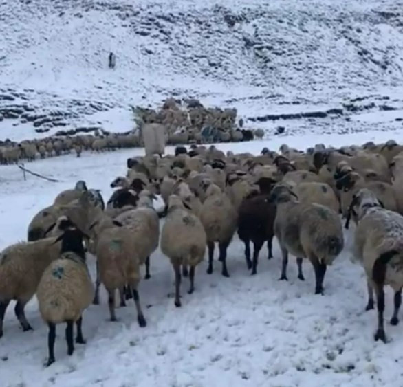 Kar erken geldi! İşte yurttan kar manzaraları