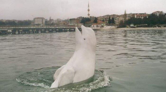 'Balina Aydın' ile ilgili çarpıcı iddia!