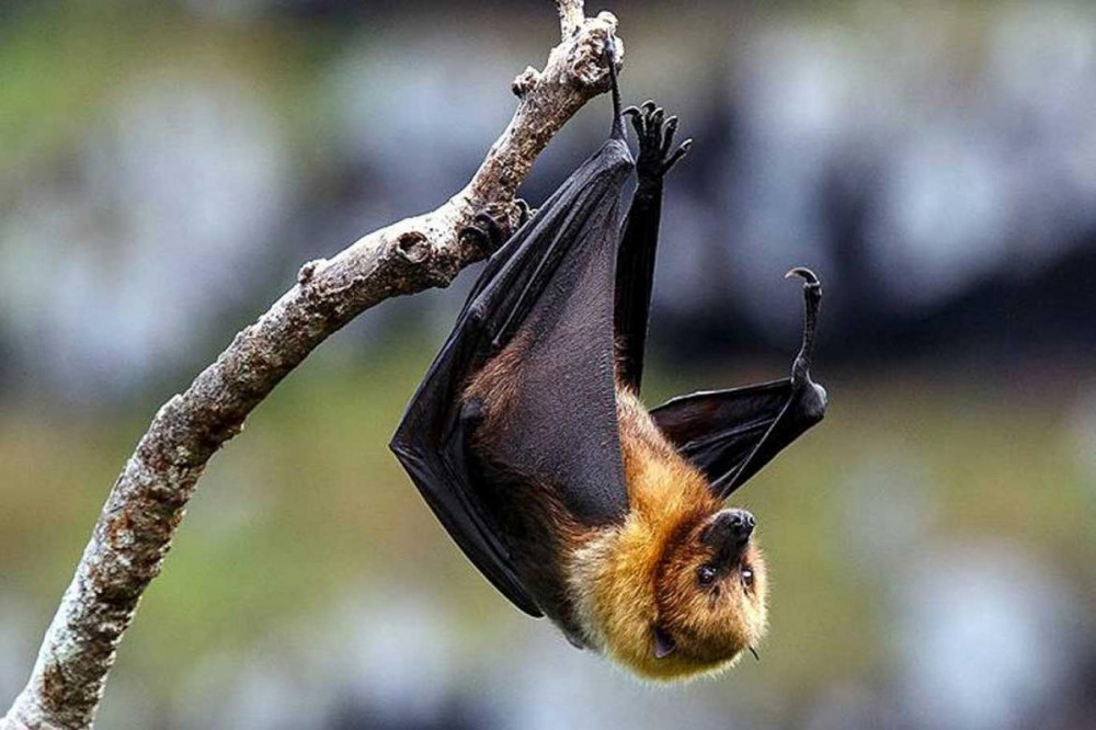 Yarasalardan bulaşan Nipah virüsü nedir, belirtileri nelerdir?