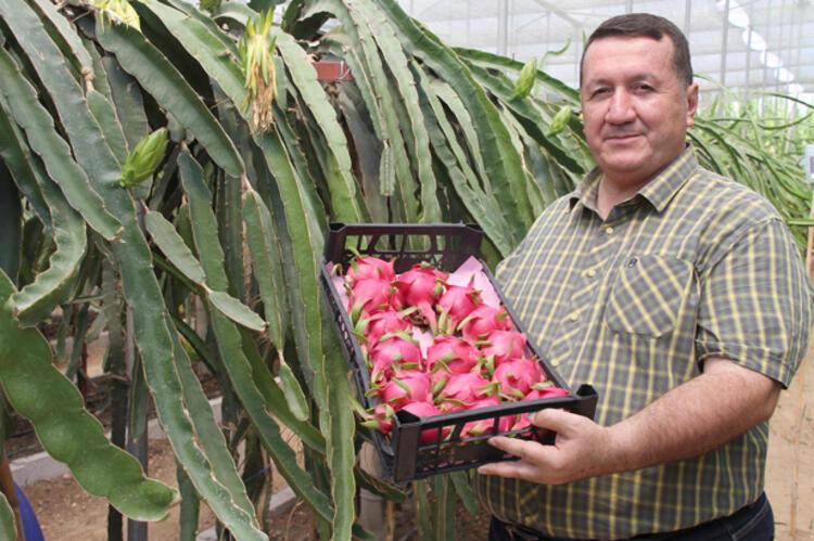 Mersin'de yetişiyor! Amerikalı askerlere gönderiliyor