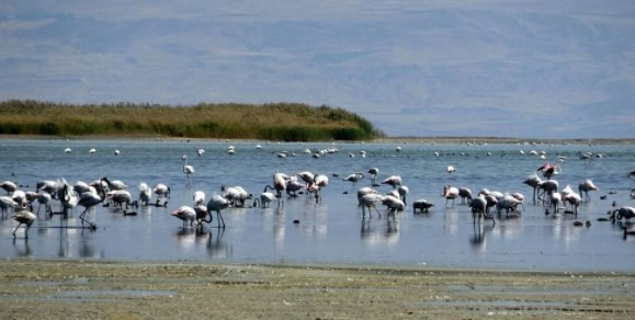 Van Gölü’ndeki çekilme 1 kilometreyi aştı