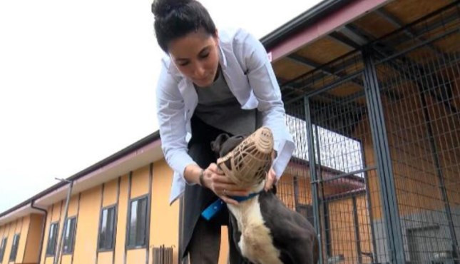 Barınaklar terk edilen Pitbull ile doldu