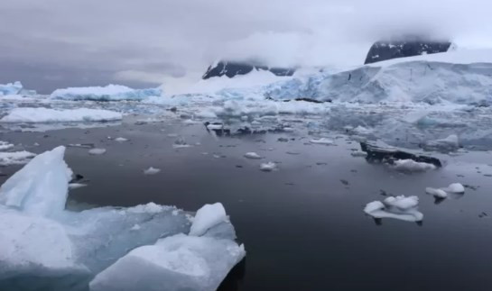 Antarktika'ya gemilerle ulaşan işgalci türler deniz ekosistemini tehdit ediyor