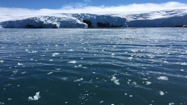 Antarktika'ya gemilerle ulaşan işgalci türler deniz ekosistemini tehdit ediyor