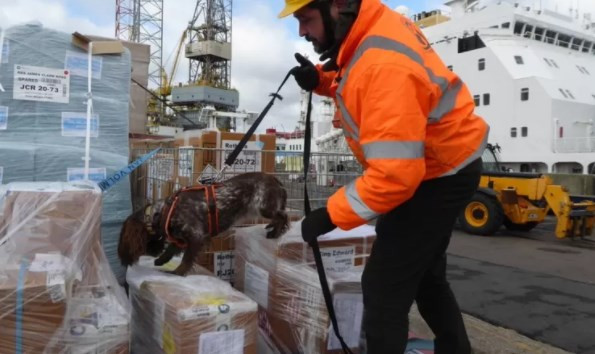 Antarktika'ya gemilerle ulaşan işgalci türler deniz ekosistemini tehdit ediyor