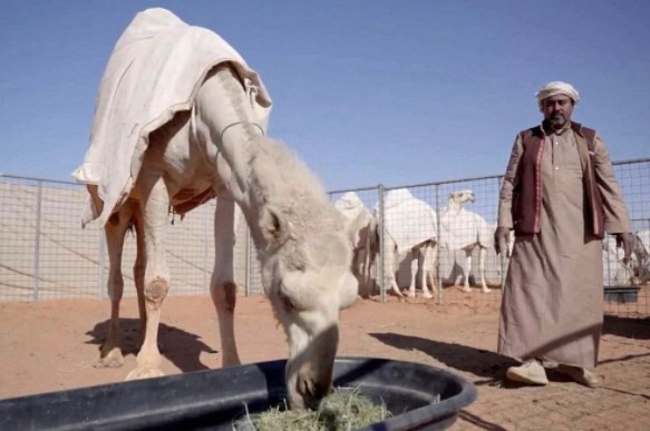 Dünyanın ilk beş yıldızlı deve oteli açıldı: Geceliği 107 dolar