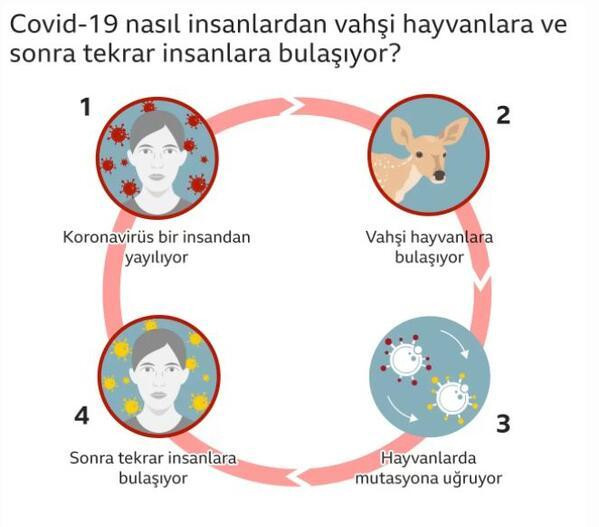 Kovid-19, hayvanlarda mutasyona uğrayıp tekrar yayılır mı?