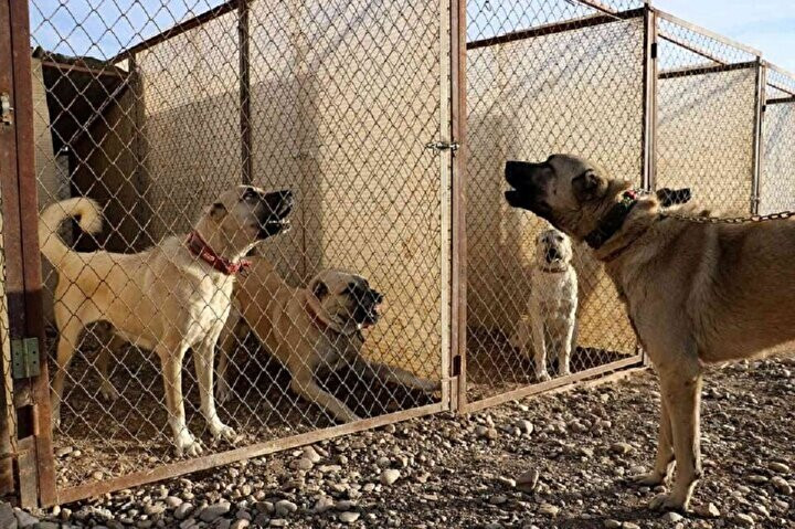 Kangal köpeklerinin fiyatı otomobil fiyatını geçiyor