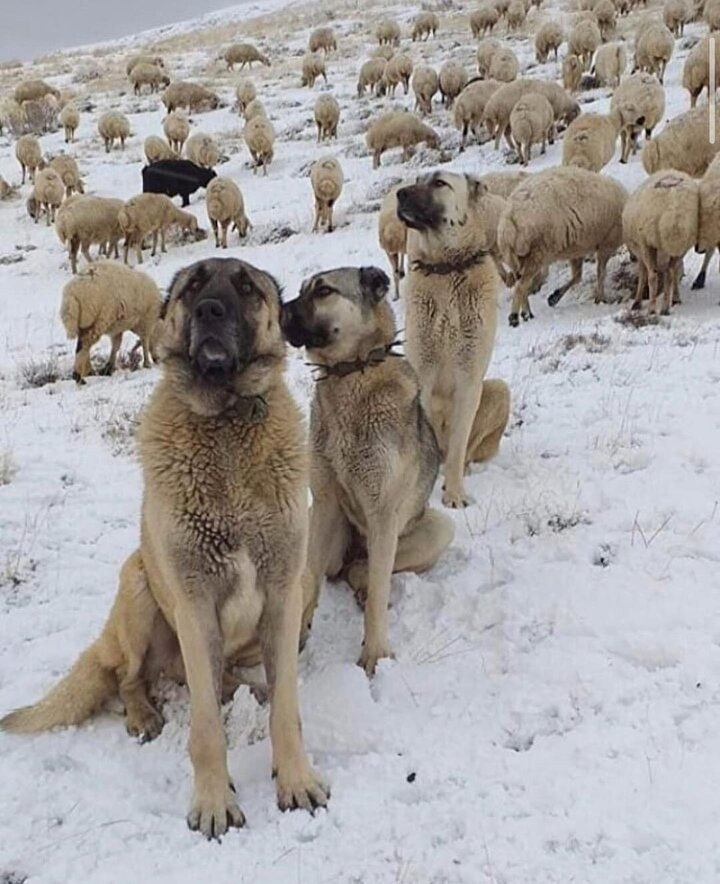 Kangal köpeklerinin fiyatı otomobil fiyatını geçiyor