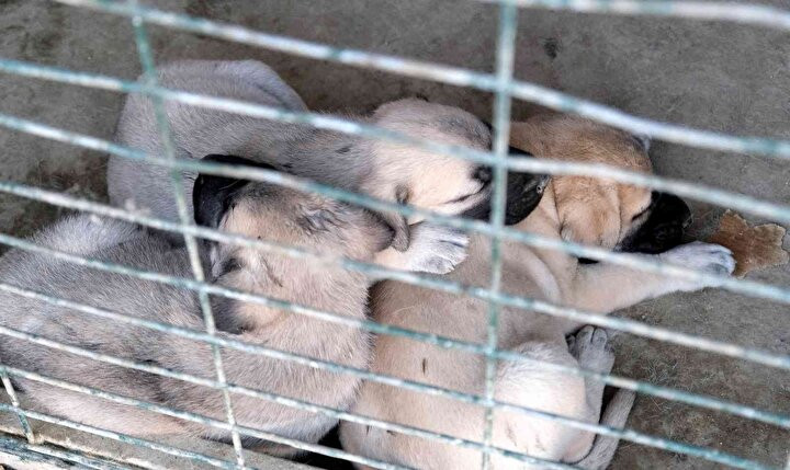 Kangal köpeklerinin fiyatı otomobil fiyatını geçiyor