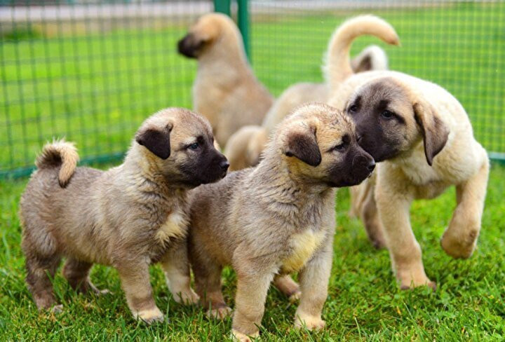 Kangal köpeklerinin fiyatı otomobil fiyatını geçiyor