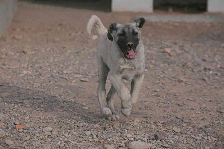 Kangal köpeklerinin fiyatı otomobil fiyatını geçiyor