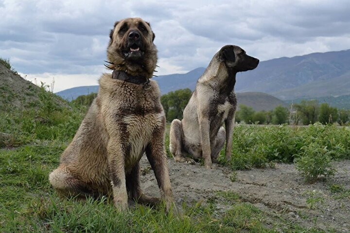 Kangal köpeklerinin fiyatı otomobil fiyatını geçiyor