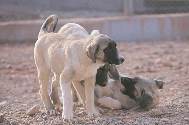 Kangal köpeklerinin fiyatı otomobil fiyatını geçiyor