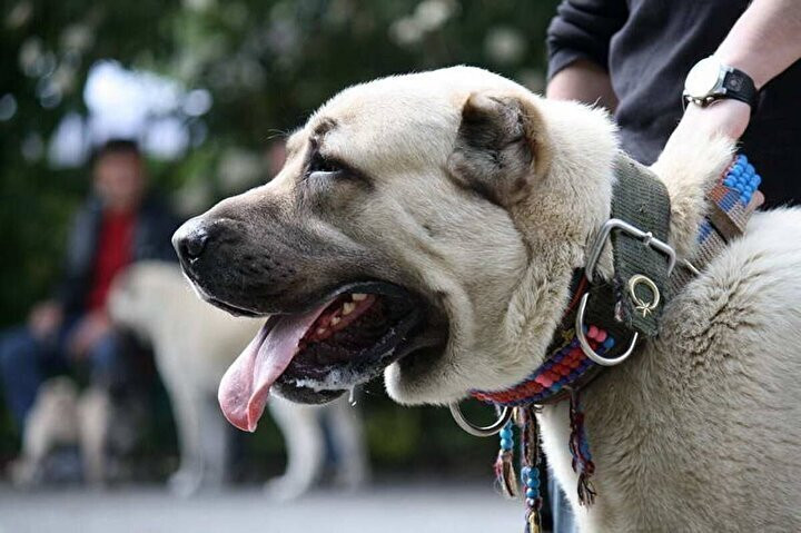 Kangal köpeklerinin fiyatı otomobil fiyatını geçiyor