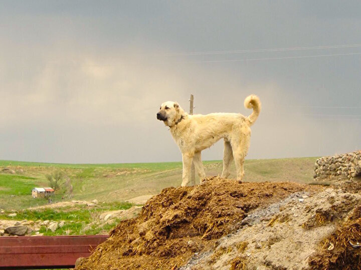 Kangal köpeklerinin fiyatı otomobil fiyatını geçiyor