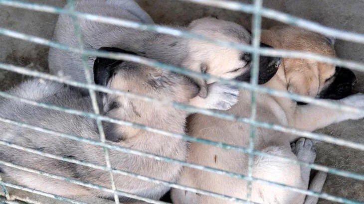 Kangal köpeklerinin fiyatı otomobil fiyatını geçiyor