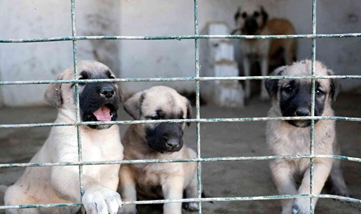 Kangal köpeklerinin fiyatı otomobil fiyatını geçiyor