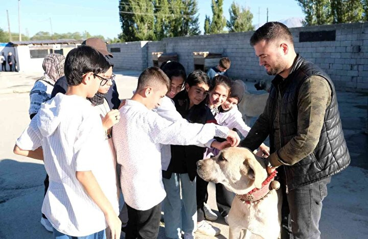 Kangal köpeklerinin fiyatı otomobil fiyatını geçiyor