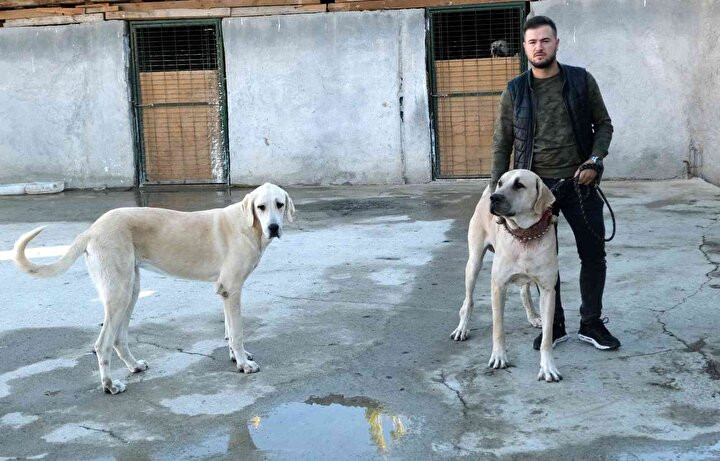 Kangal köpeklerinin fiyatı otomobil fiyatını geçiyor