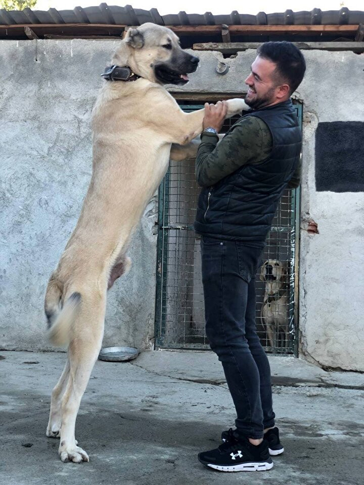 Kangal köpeklerinin fiyatı otomobil fiyatını geçiyor