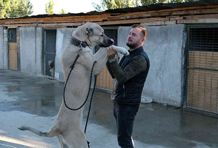 Kangal köpeklerinin fiyatı otomobil fiyatını geçiyor