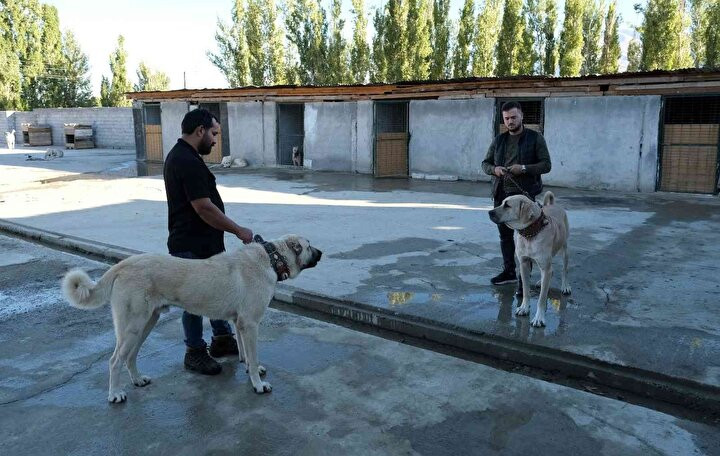 Kangal köpeklerinin fiyatı otomobil fiyatını geçiyor