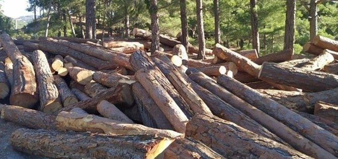 Avrupa'nın göbeğinde enerji krizi: Odun çalıyorlar!