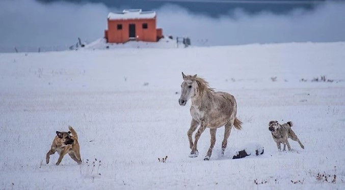 Kars'ta karın tadını çocuklar çıkardı