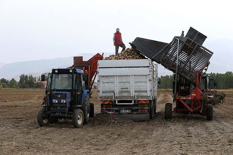 Muş'ta bu yıl beklenti 40 bin 500 ton şeker