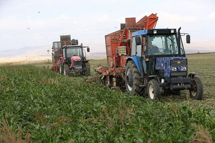 Muş'ta bu yıl beklenti 40 bin 500 ton şeker