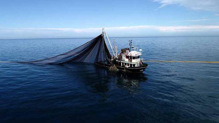 2 milimetreden küçük deniz canlısından da mikroplastik çıktı!