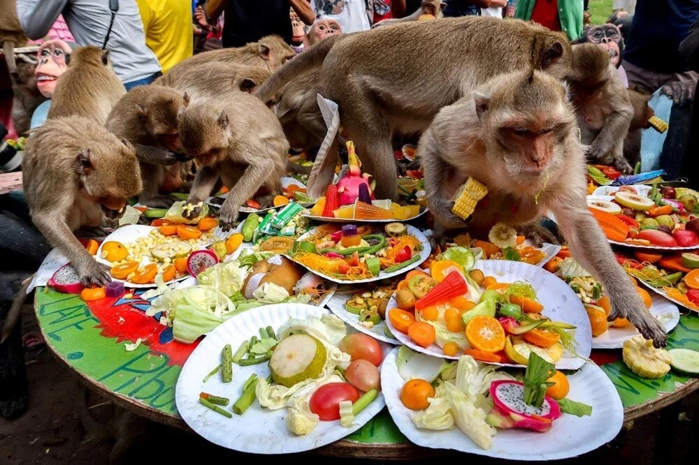 Tayland'da maymunlar için açık büfe