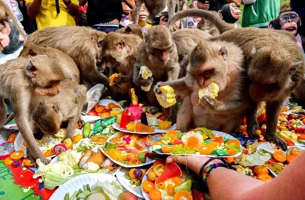 Tayland'da maymunlar için açık büfe