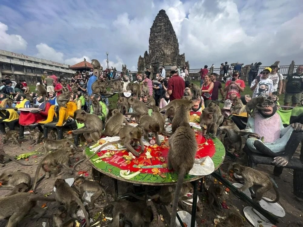 Tayland'da maymunlar için açık büfe