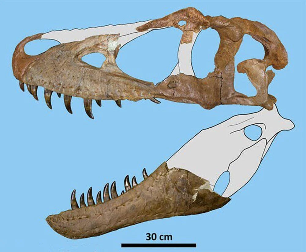 ABD'de heyecanlandıran keşif: T. Rex'in atası bulundu mu? 