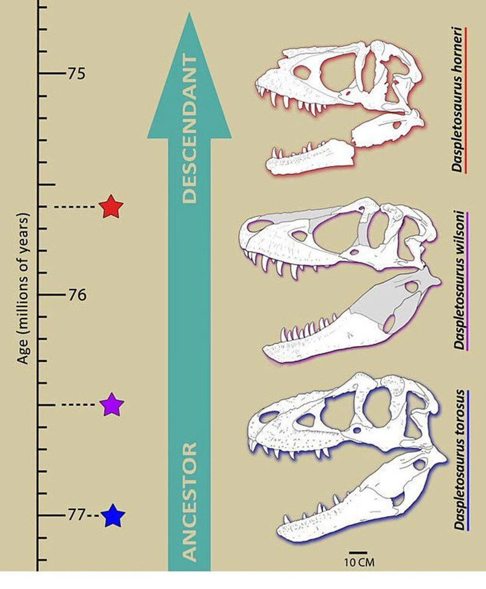 ABD'de heyecanlandıran keşif: T. Rex'in atası bulundu mu? 